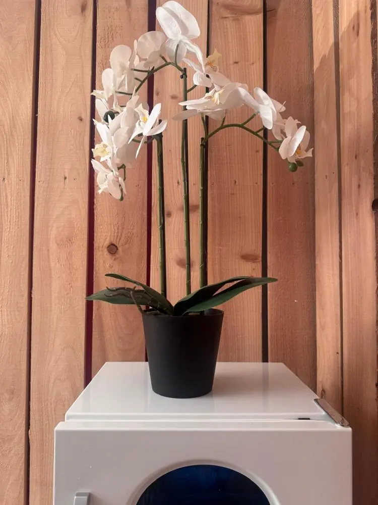 Une orchidée blanche posée dans la cabine